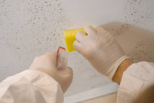 Mold Remediation for Rental Properties in Triangle, VA